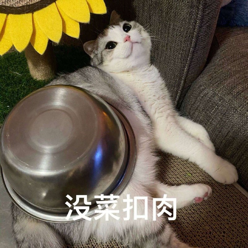发张猫猫庆祝一下作为新的开始