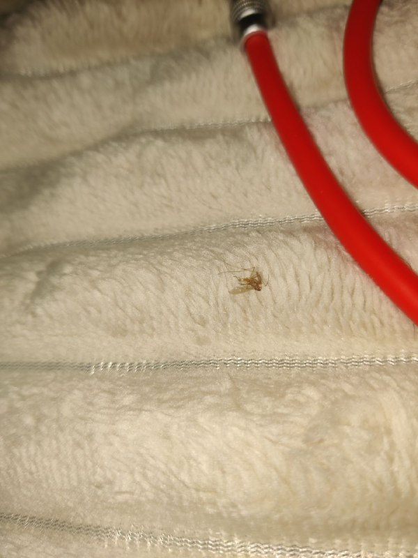 捏死了一只蚊子没记错的话现在才二月